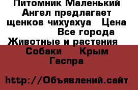 Питомник Маленький Ангел предлагает щенков чихуахуа › Цена ­ 10 000 - Все города Животные и растения » Собаки   . Крым,Гаспра